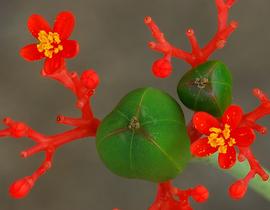   Fruit:   Jatropha podagrica ; Photo by M. Keeling, flickr.com
